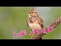 صوت طائر القوبع القبرة