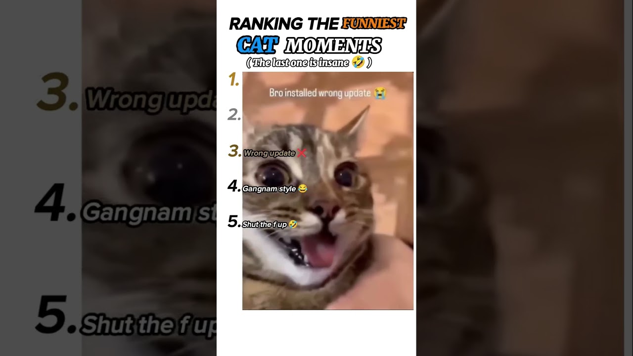 ranking funniest cat moments 😭 almost cried on the last one💀😭