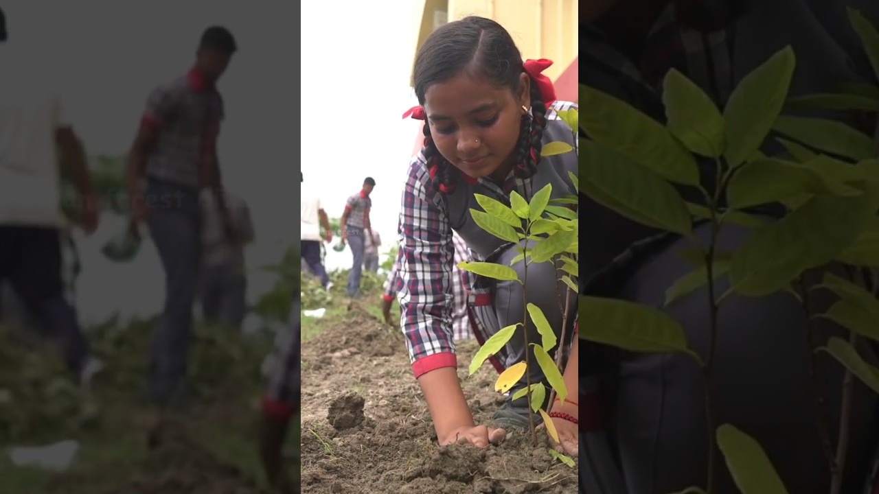Tree plantation activity at Kendra Vidyalaya Mashrak by Saran Forest Division 💚🌱.    