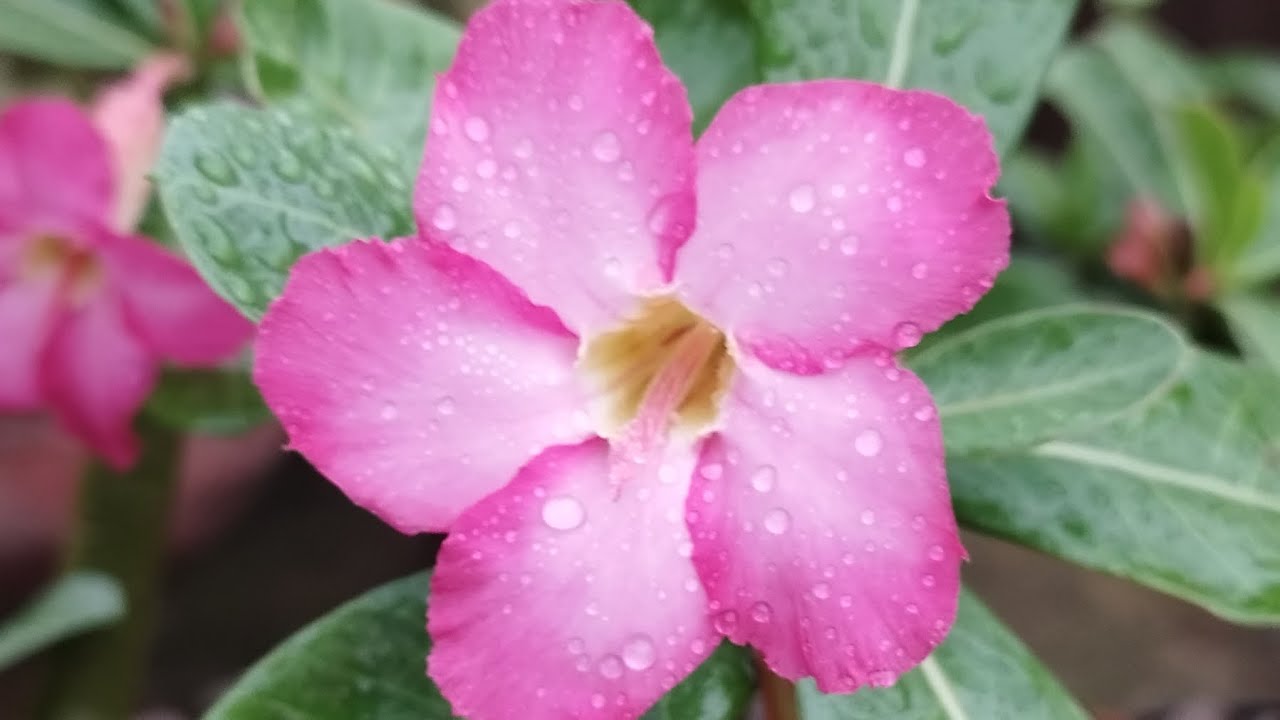 Arabicom | Genética 🧬 das 3 Arabicom | ZAP 94 91972307