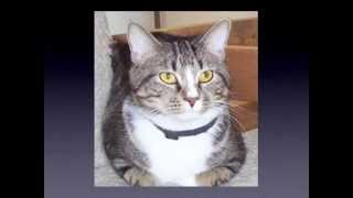 Whitewing And Birchfall- Contest Entry