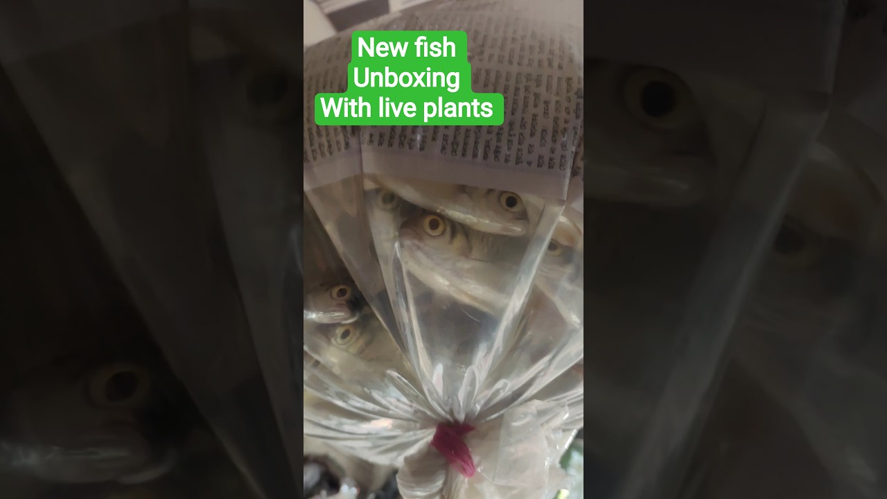 New fish unboxing pari aquarium rewa nehru nagar 
