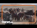 Born to buck colorado ranch breeding bucking horses