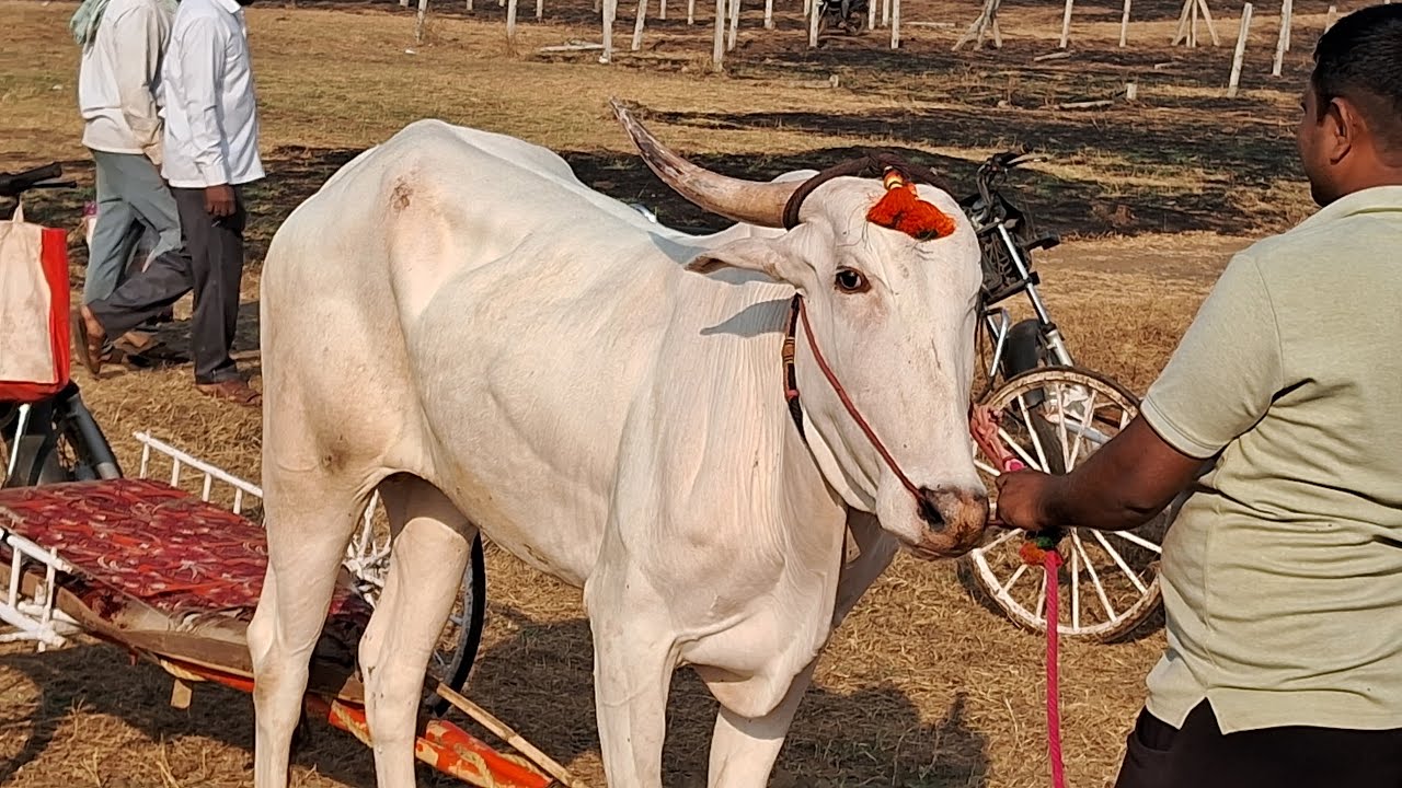 पाडळी 25000 बैलगाडी मैदान | हरण्या आज पळणार भुंड्या सोबत  Sanglikar Sudip is live