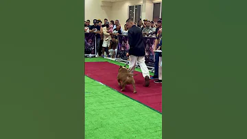 Gaiting Americanbully Shorts Dog 