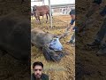 Helping a Mare Give Birth at The Farm | Live Foaling Assistance