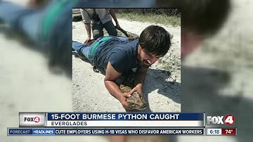 Hunters Catch 15 Foot Python in the Everglades of Florida