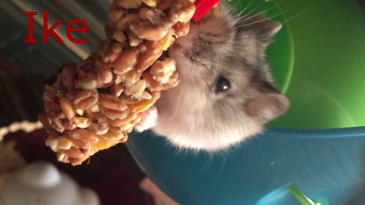 Syrian and dwarf hamsters eating ft Connie part 2