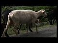 En Haute Corse   ( Folelli ) , la passion d'un berger,   narration de Jean Dominique  Laurelli