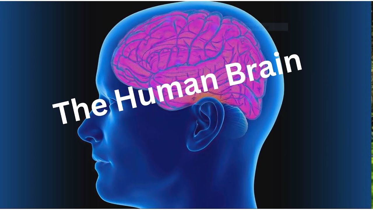Decoding the Human Brain: Evolution and Intelligence - YouTube