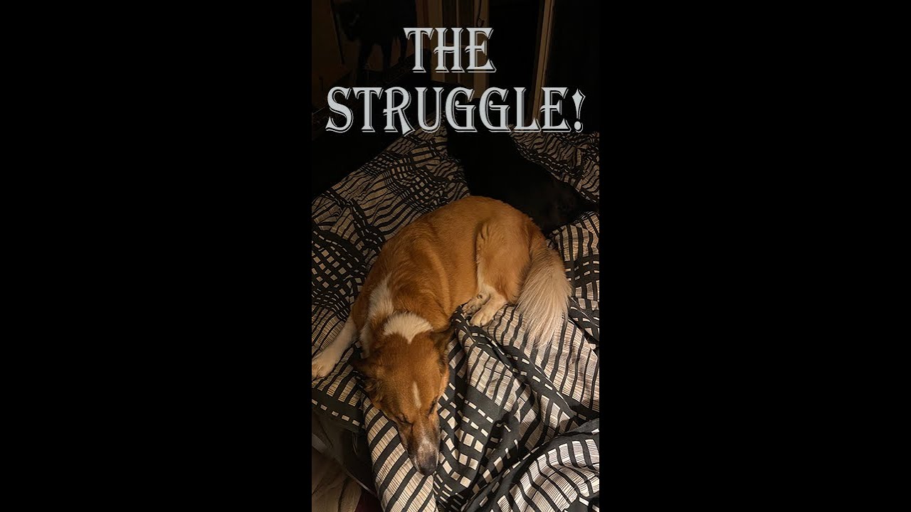 Dogs Hogging the Bed The STRUGGLE is REAL! LOL [Lost Legends Ranch] 