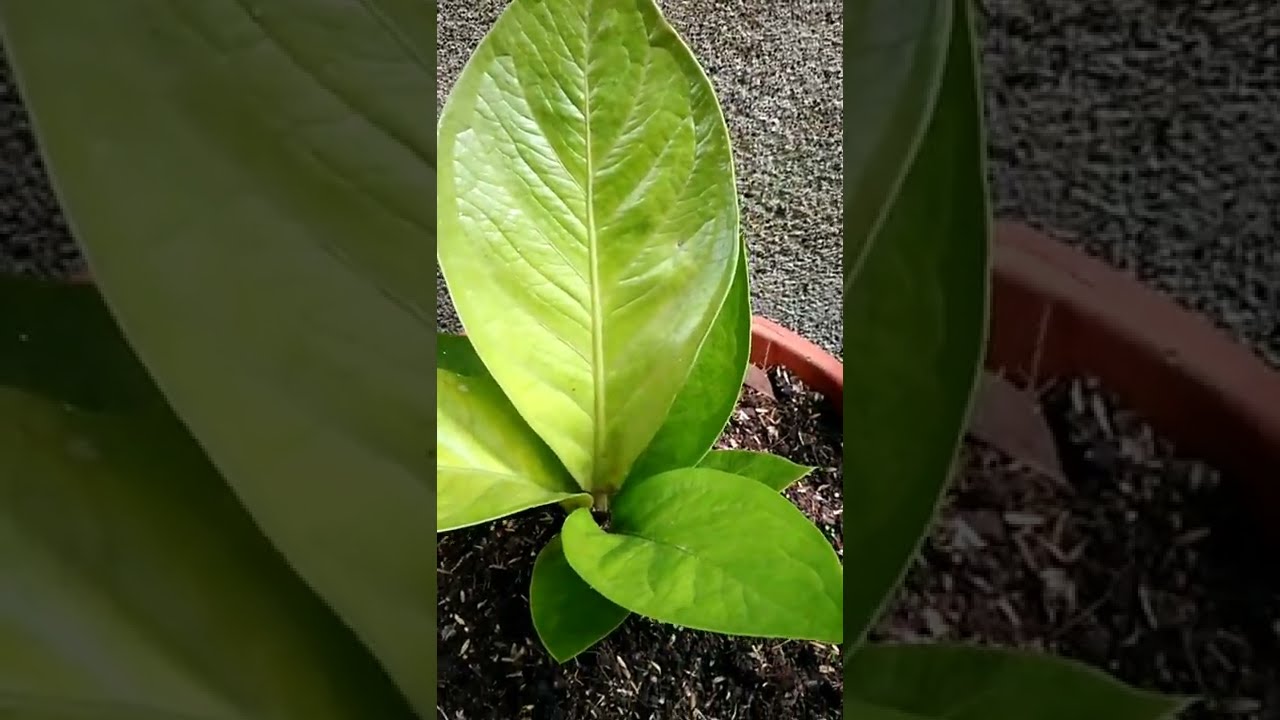 A Beautiful Golden Cardboard