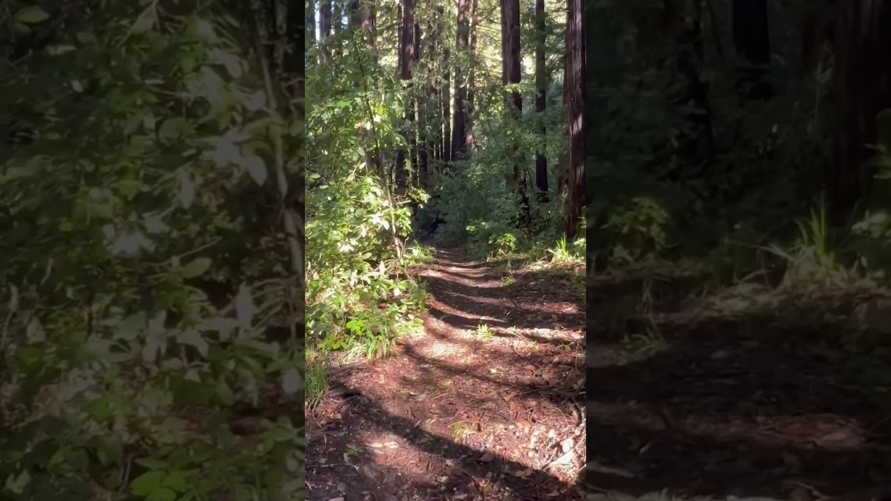 Solo Hiking: Lost on Random Hiking Trail - Should I keep going? - Hoping for a Short cut 😬