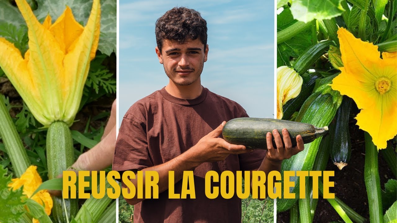 COMMENT RÉUSSIR SES COURGETTES ?