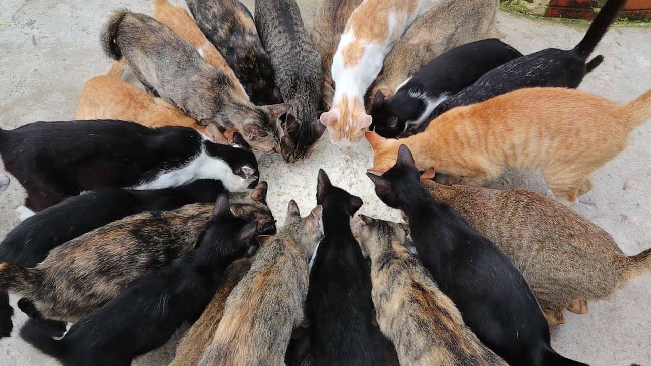 Your Cat Can Eat Rice? YouTube