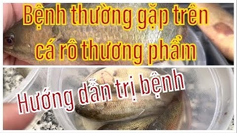 Những Bệnh Thường Gặp Khi Nuôi Thương Phẩm Cá Rô Đầu Nhím| Kinh Nhiệm Nuôi Cá Rô Ít Bênh Mau Lớn.