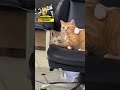 Кошка утонула в нежности