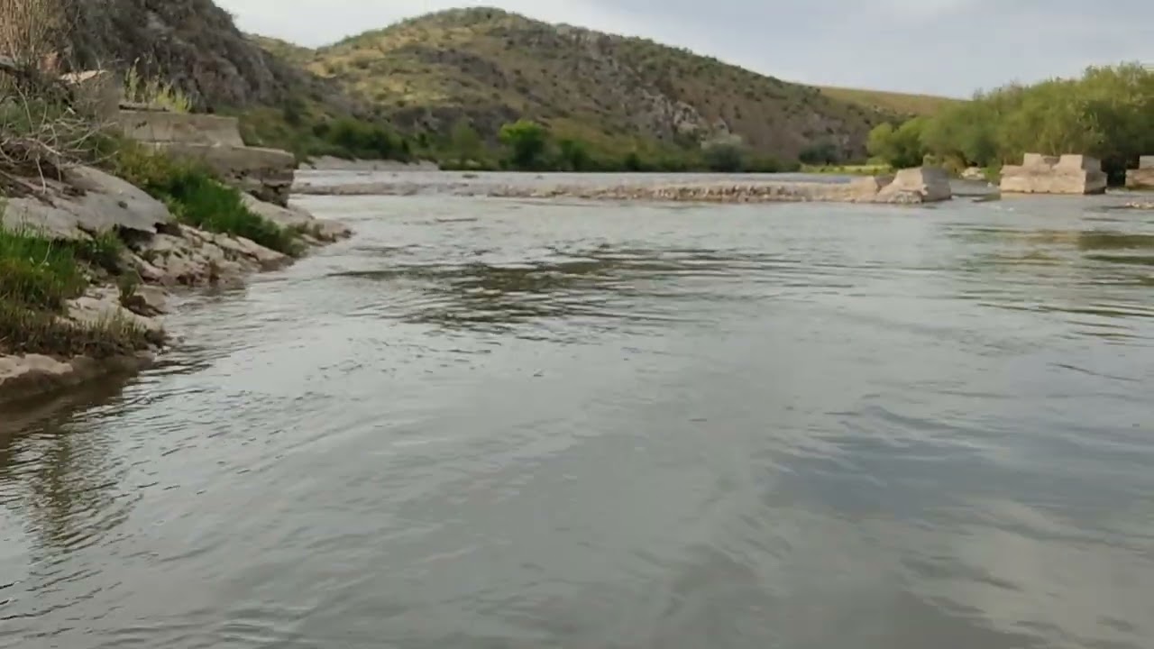 Luciobarbus capito conocephalus, Туркестанский усач.
