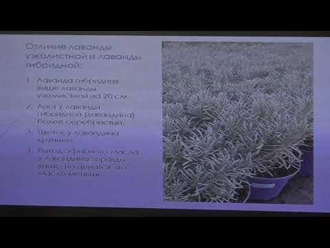 Видео: Лавандовые растения в Зоне 4 – выбор сортов лаванды для холодного климата