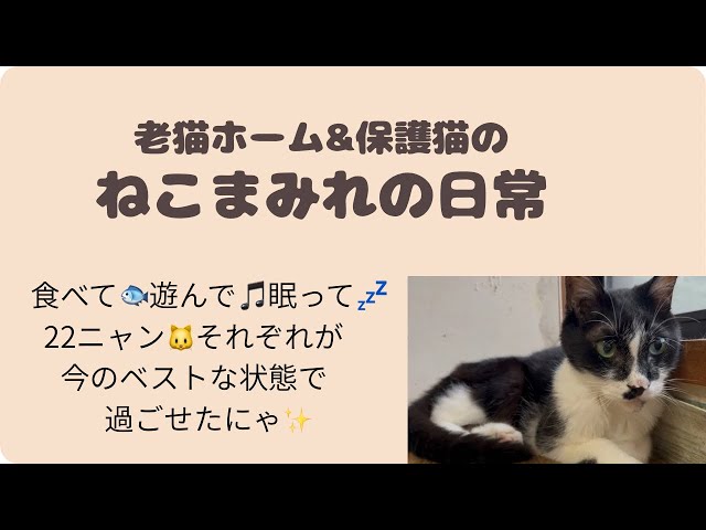 食べて🐟遊んで🎵眠って💤22ニャン🐱それぞれが今のベストな状態で
