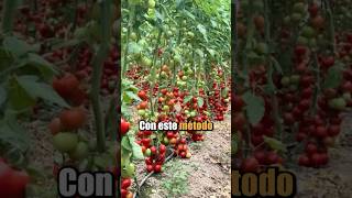 Este agricultor encontró una técnica brillante y ahora sus plantas de tomate crecen como árboles.