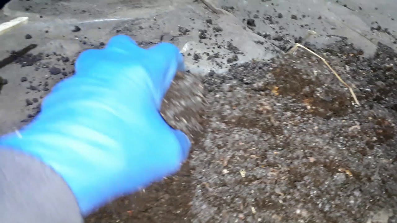 Анализ популяции вермикультуры на вермиферме Екочудо 18.02.2021 года.