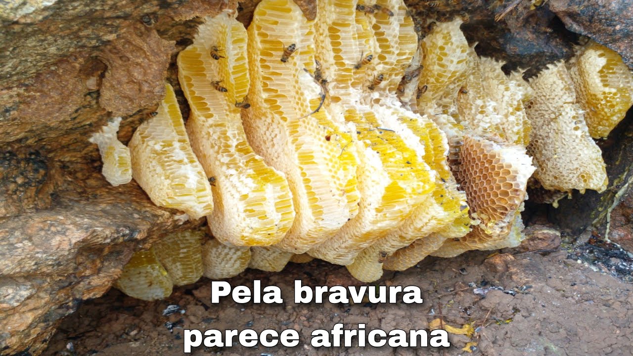 ABELHA CHEIA DE FAVO DE MEL EM UMA BOLADA DE PEDRA🐝😱