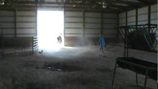 2 year old Madalyn free lunging