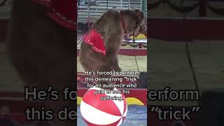 Circuses Demean Animals #Ytshorts