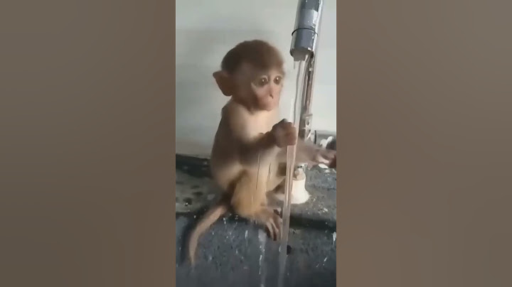 -Обезьянка нашла игру больше видео тутhttps://t.me/nsgfunnyanimals #животные #обезьянки #манки