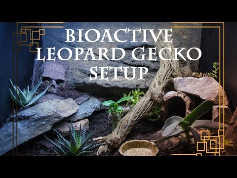 bioactive leopard gecko kit