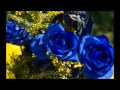 Blue rose is    by pam tillis