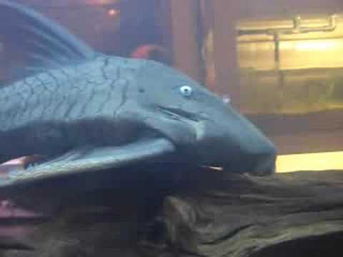 ブルーアイプレコ Blue Eye Pleco - YouTube
