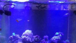 Jebao WP 25 and water change