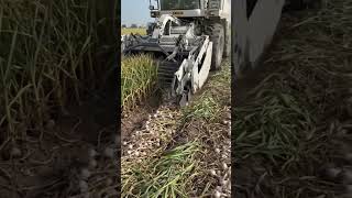 Modern Garlic Harvesting in Action #farming #farmar #funny #lovefarming #virtualfarmer #virtualfarm
