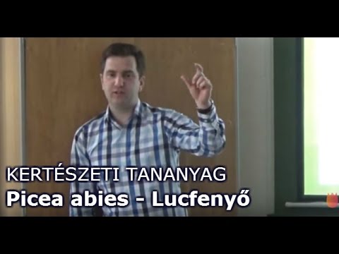 Videó: Melyek a leggyorsabban növekvő lucfenyők?