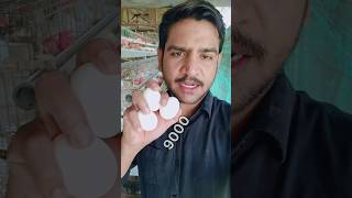 Sirf 10,000 birds ka layer poultry farm aapko kitna profit de sakta hai?सुनकर हैरान रह जाओगे 😱 2025