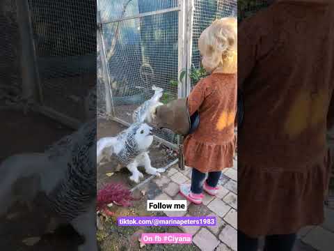 Ciyana feeding Snowy.  #owl #fpryoupage  #bird #child #fyp #petlover #animal #followme #foryou #fun