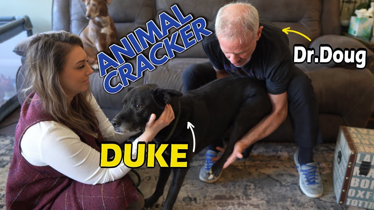 DOG MAKES THE FUNNIEST FACES DURING ADJUSTMENT 😂 Dog Chiropractic Session YouTube