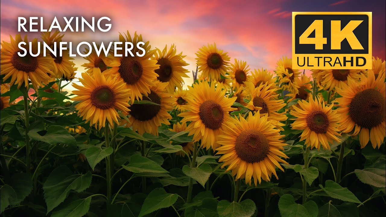 Yellow Sunflowers in 4K Video | Relaxing Sunflower Video with Natural & Birds Chirping Sound