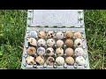 One of the most profitable ways to sell your quail eggs!!! Quail for profit by Myshire Farm