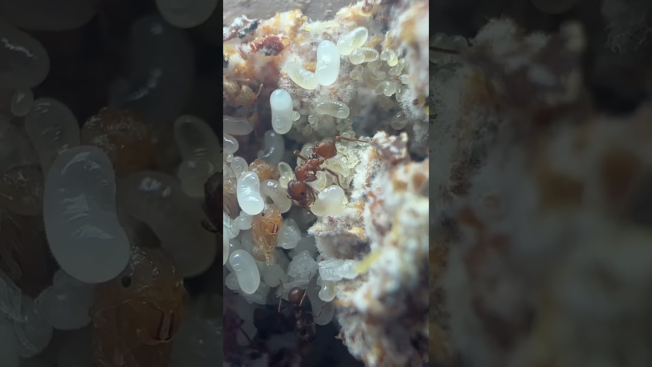 RARE Footage OF AN ANT LARVA EATING FUNGUS…