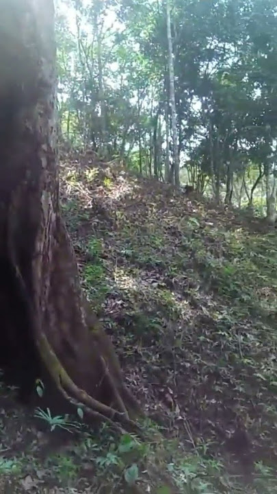 Hutan Hujan Tropis, Surga Tersembunyi di Bumi