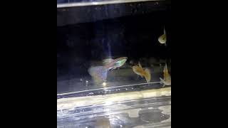 pink cherry purple grass #guppy #guppyfish #guppybreeding #fish