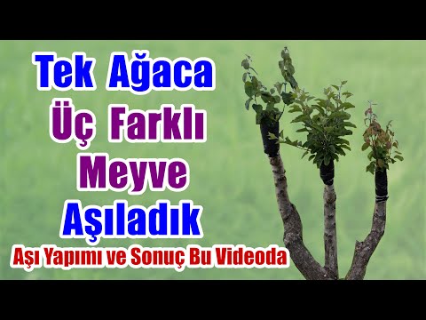 Video: Armut nasıl düzgün şekilde kesilir: adım adım talimatlar