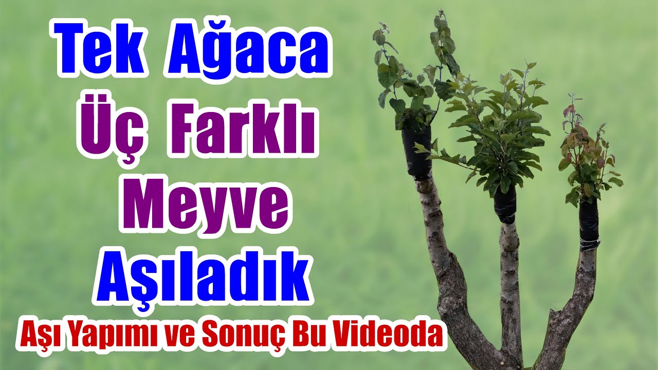 Elma Armut Ayva Aşısı Nasıl Yapılır / Tek ağaca üç farklı meyve aşıladık / Ağaç aşılama