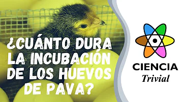 ¿Cuánto tiempo duran los huevos de pavo?