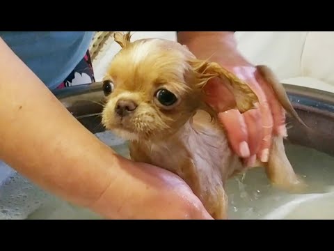 Video: Chihuahua Puppy Siku Ya Kwanza Katika Nyumba Mpya