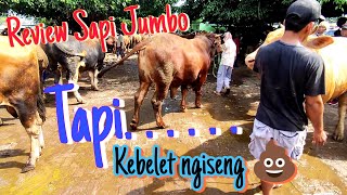 Sapi Jumbo Super Dan Kebelet Ngiseng Di Pasar Hewan Tuban💯😂