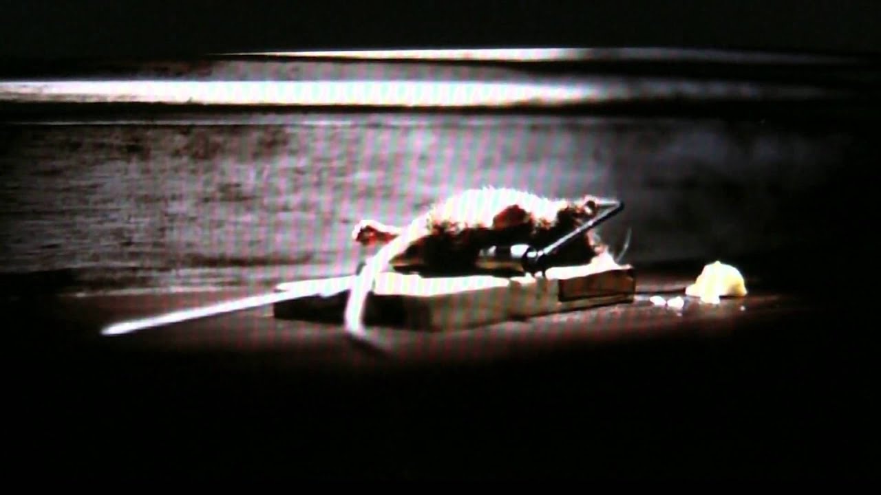 [Little Marketers] Nolan's Cheddar Commercial